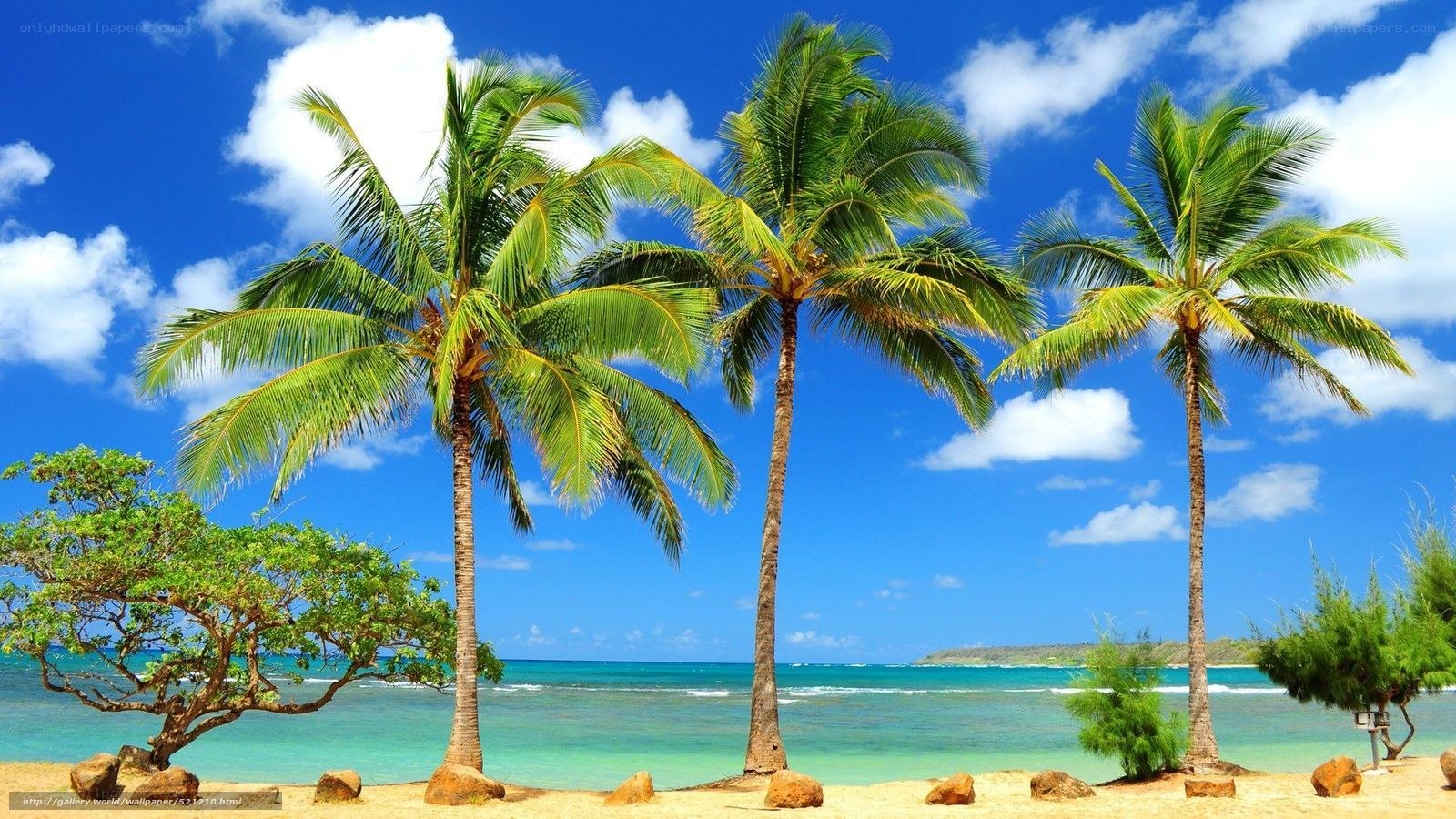 tropical beach with palm trees