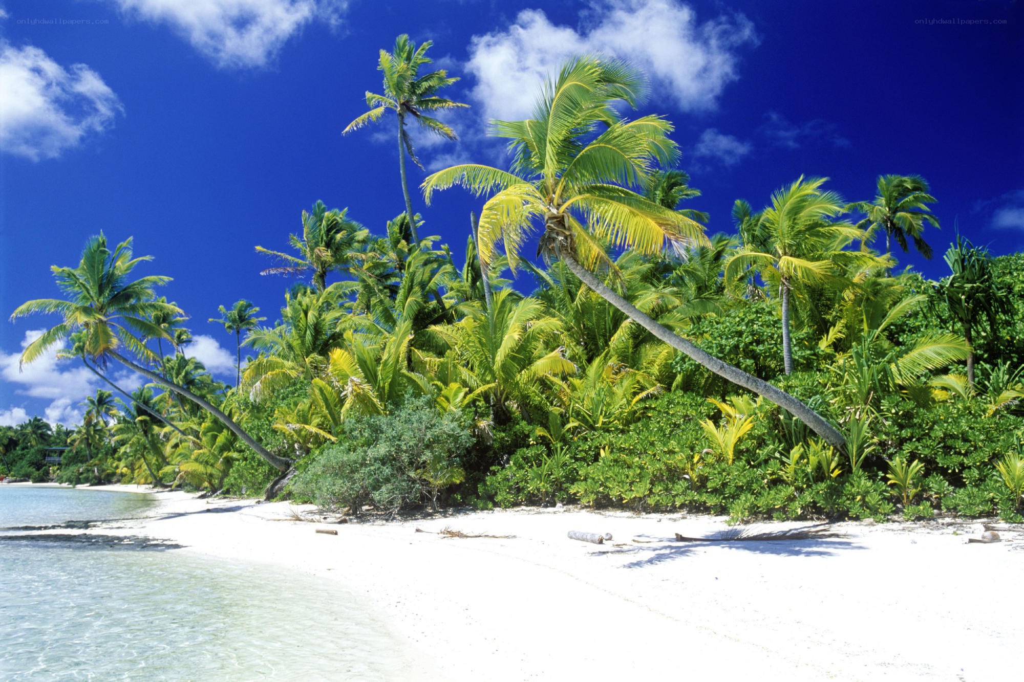tropical beach with palm trees