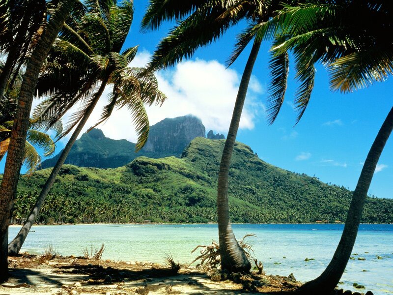 tropical beach with palm trees