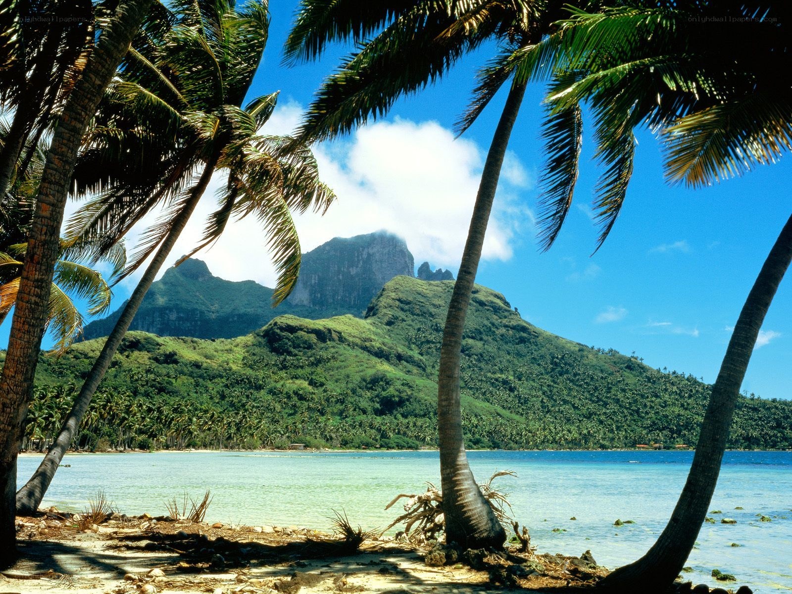 tropical beach with palm trees