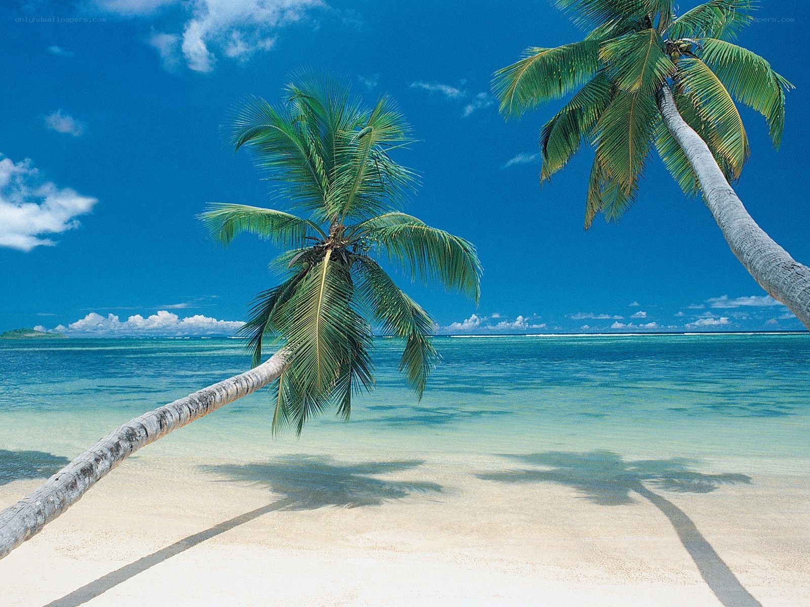 tropical beach with palm trees