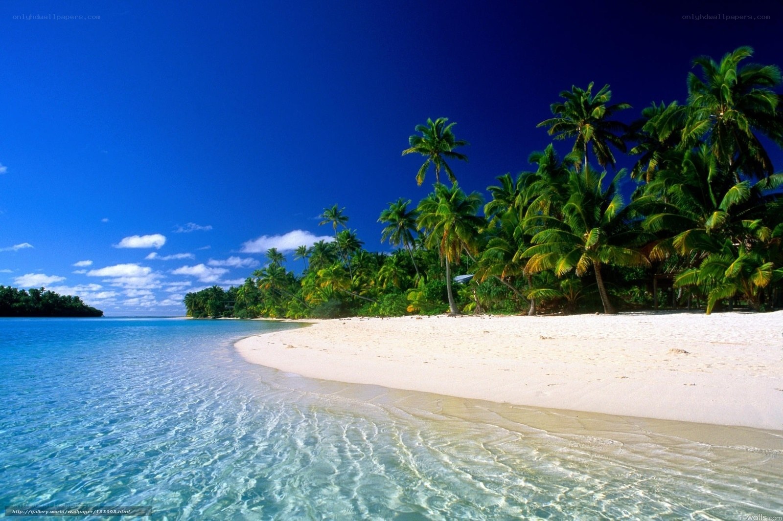 tropical beach with palm trees