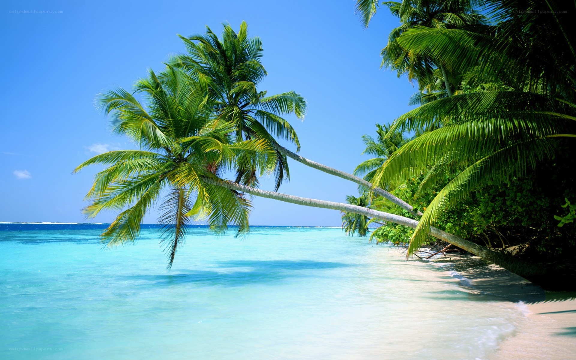 tropical beach with palm trees
