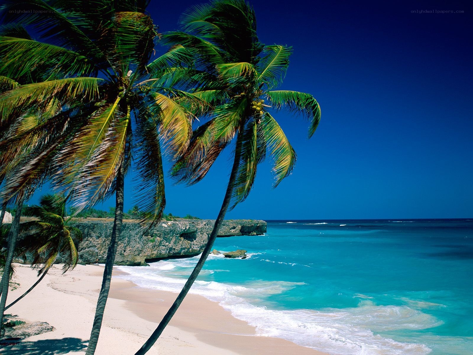 tropical beach with palm trees