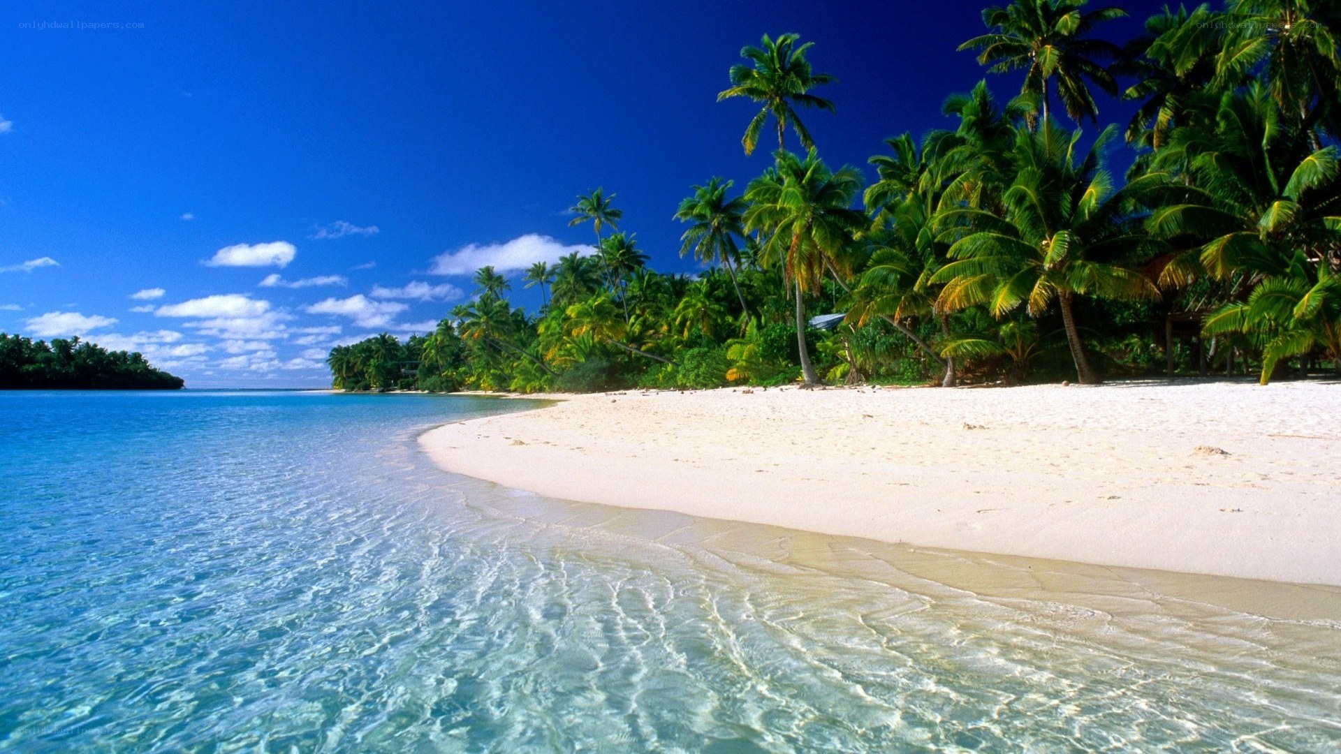 tropical beach with palm trees