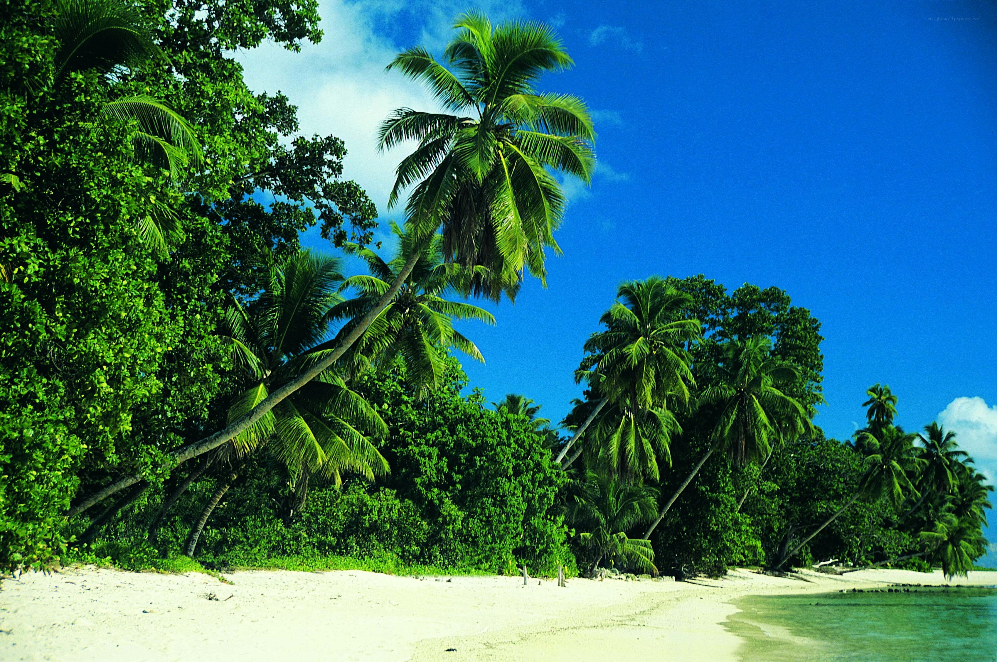 tropical beach with palm trees