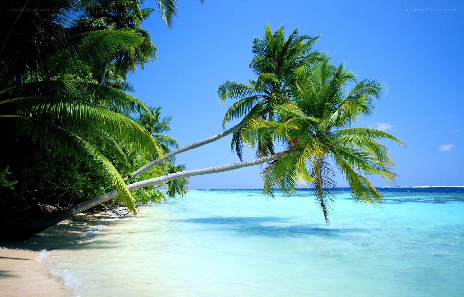 tropical beach with palm trees