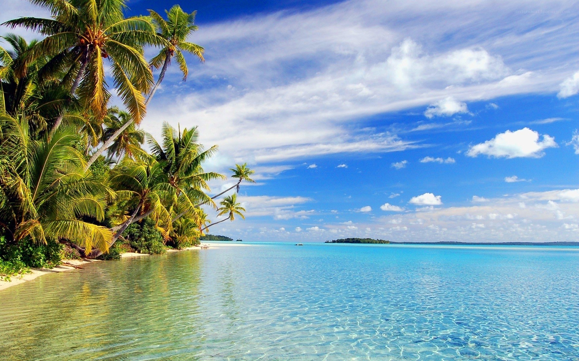 tropical beach with palm trees
