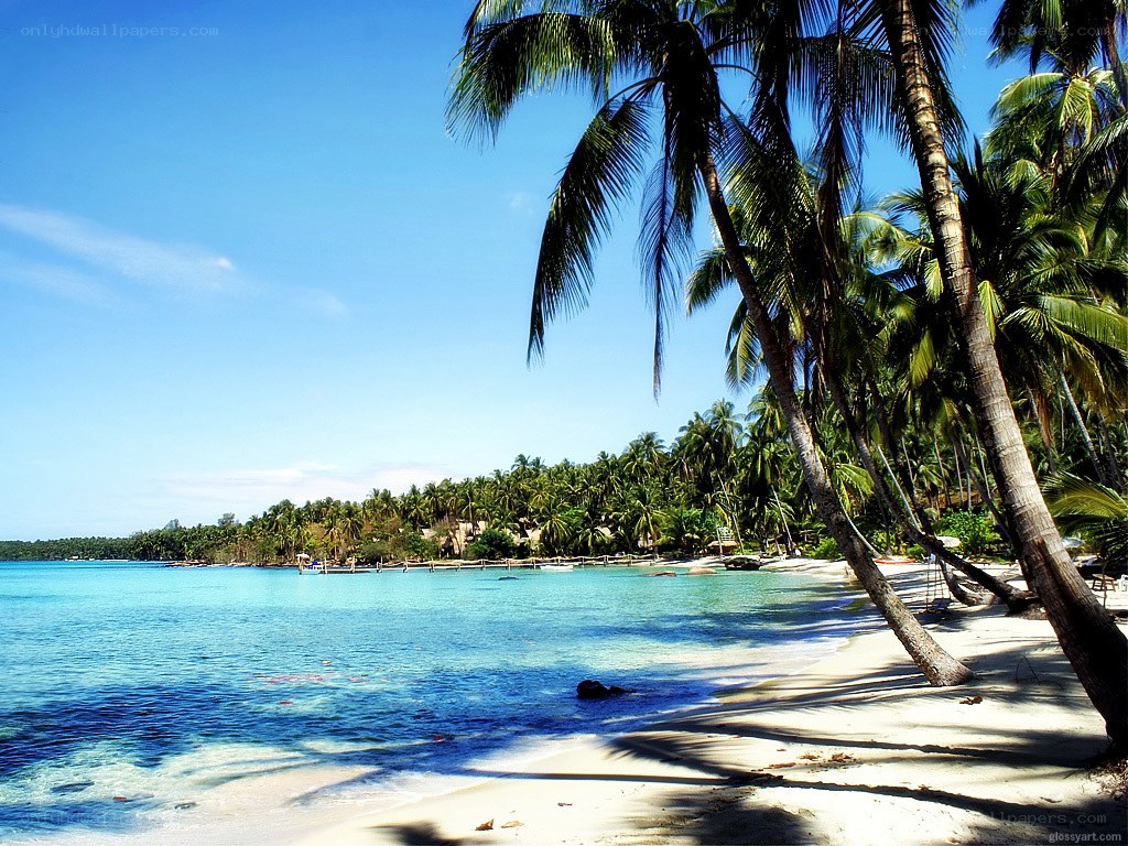 tropical beach with palm trees