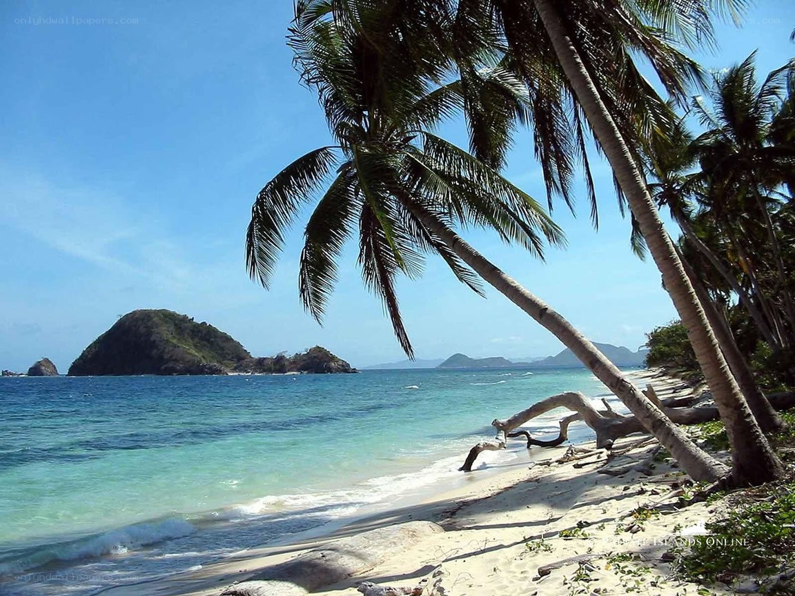 tropical beach with palm trees