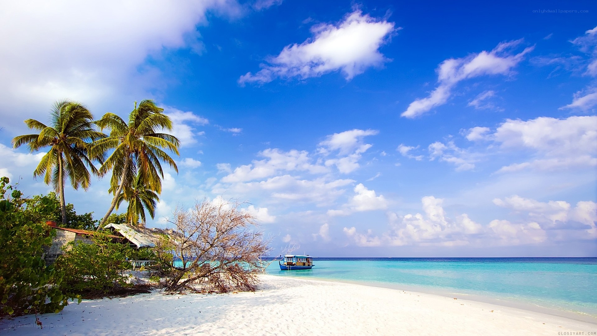 tropical beach with palm trees