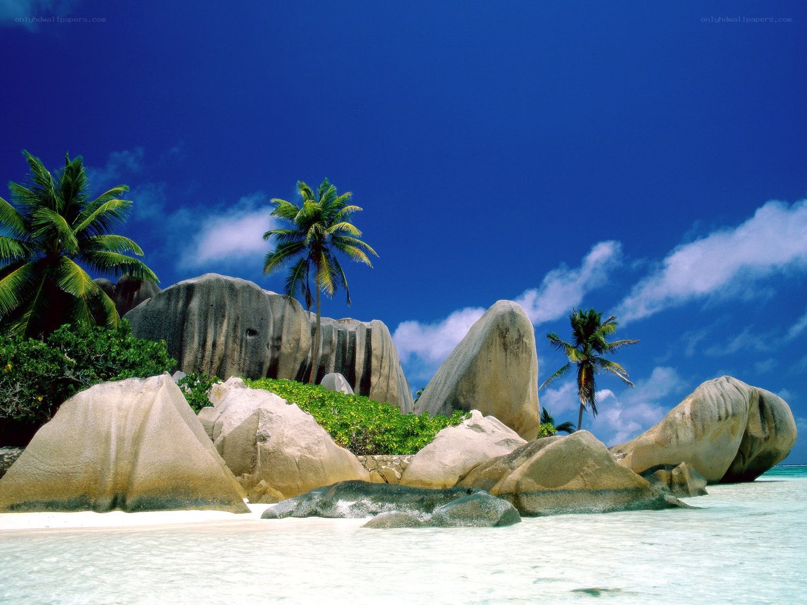 tropical beach with palm trees