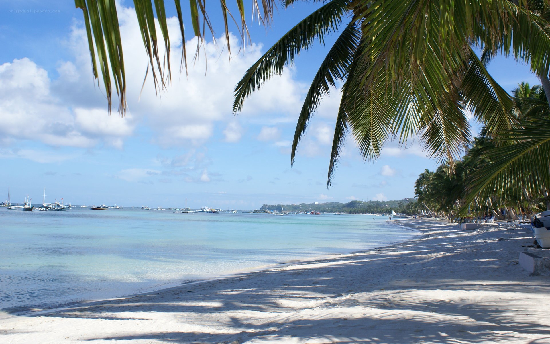 tropical beach with palm trees