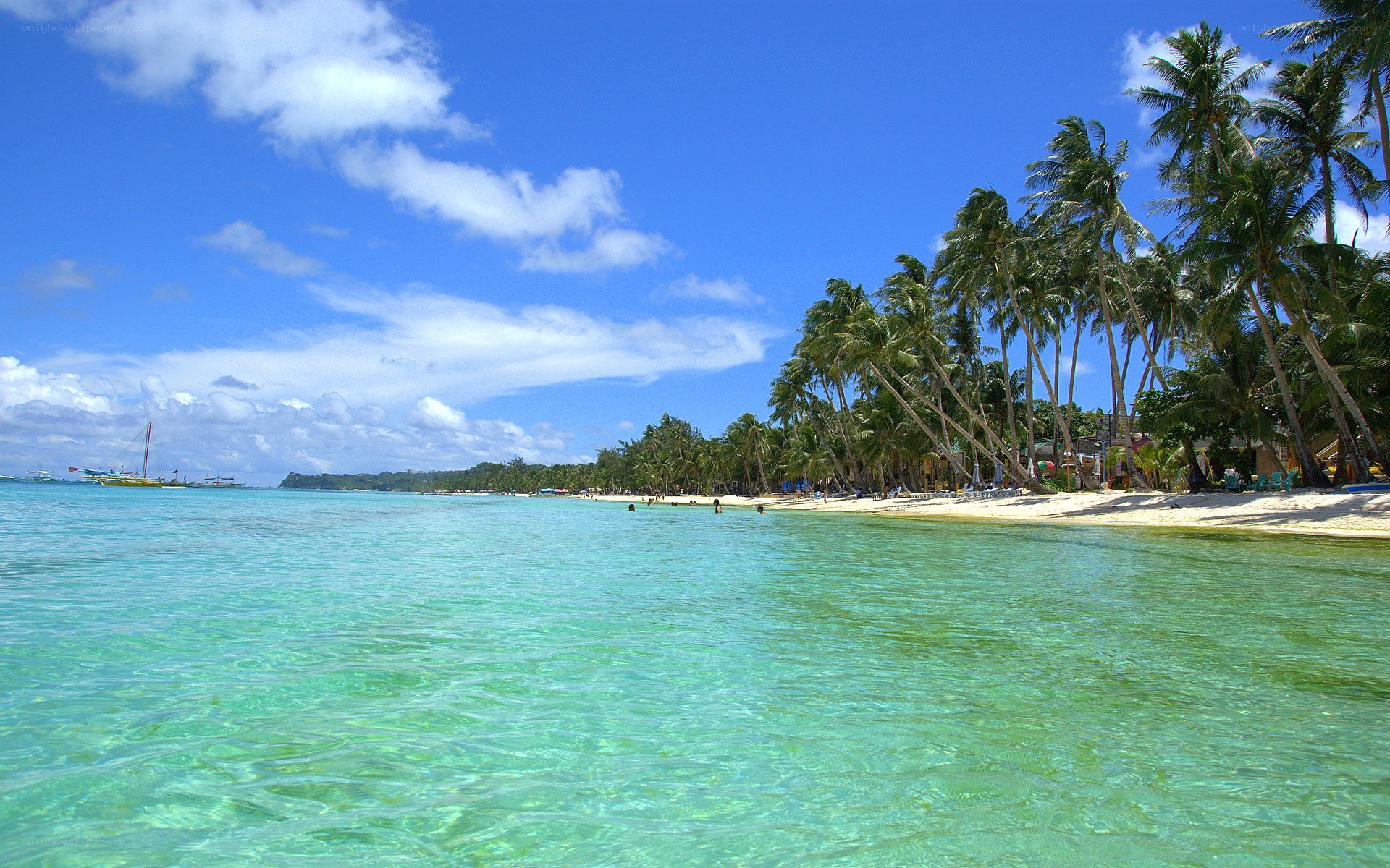 tropical beach with palm trees