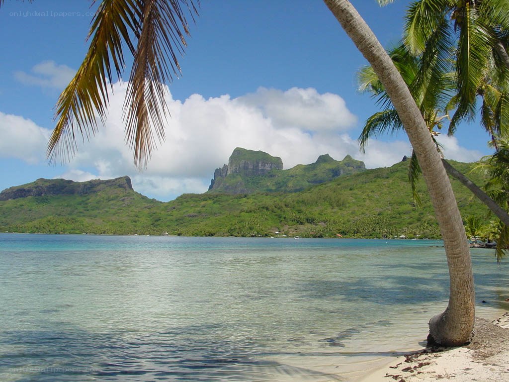 tropical beach with palm trees