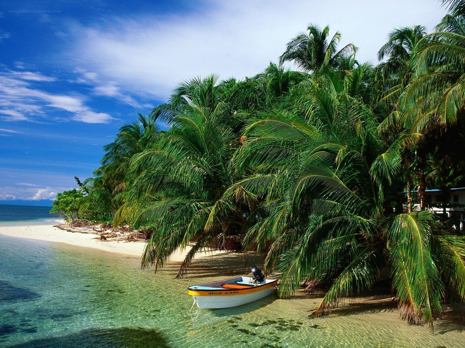 tropical beach with palm trees