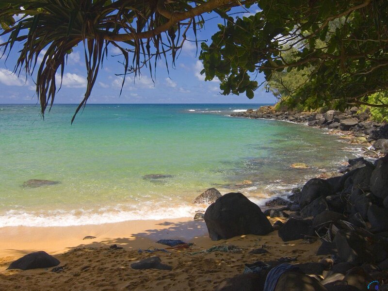 tropical beach with palm trees