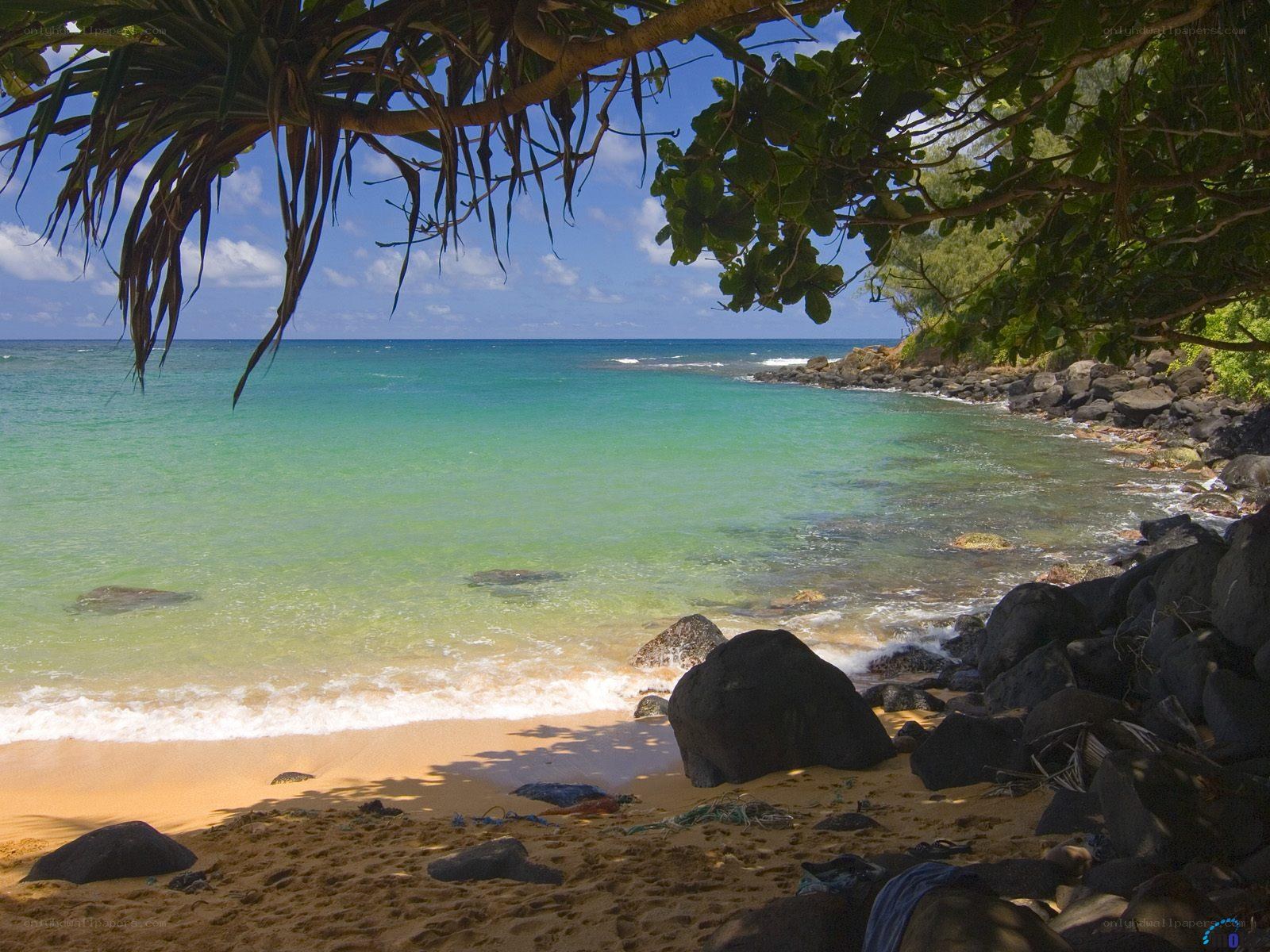 tropical beach with palm trees