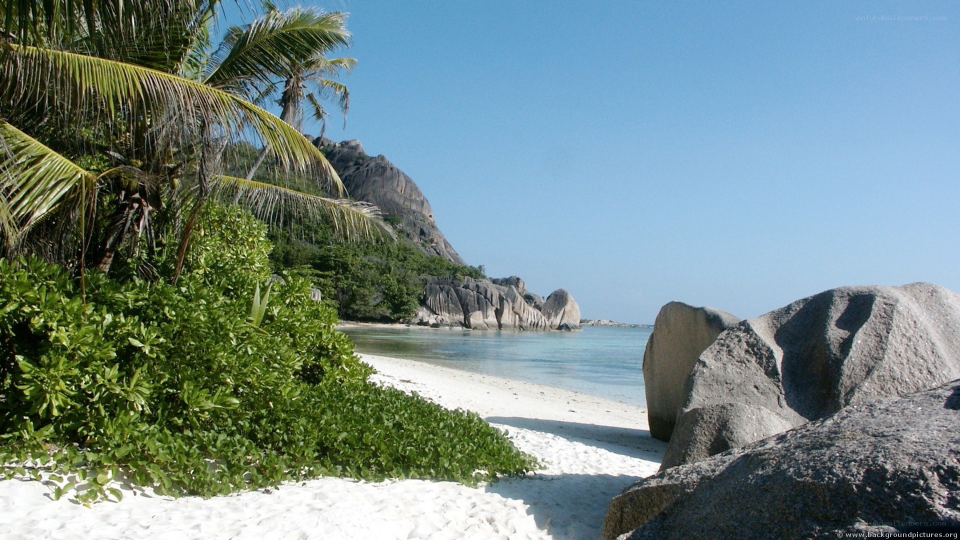 tropical beach with palm trees