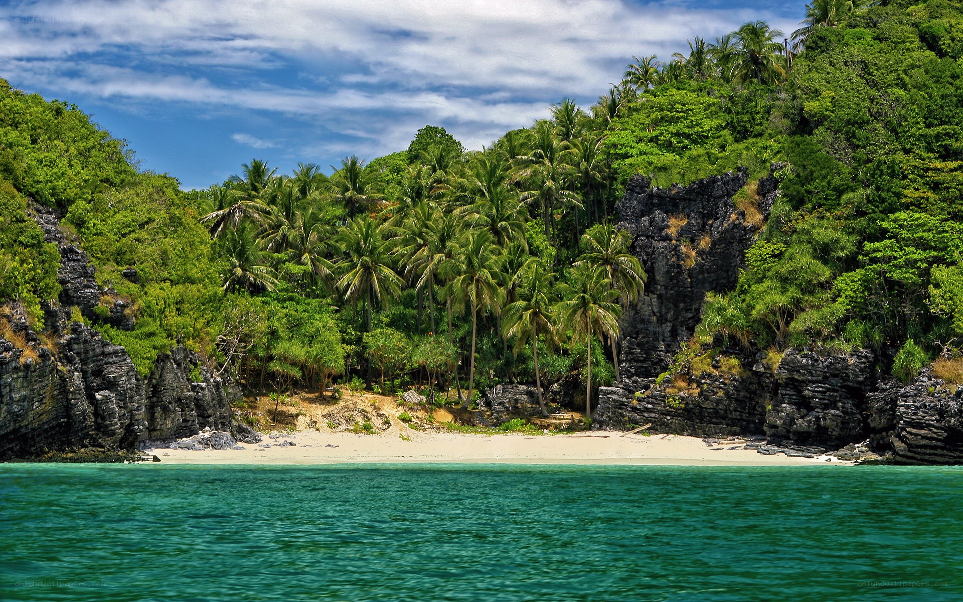tropical beach with palm trees