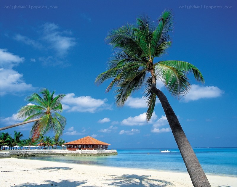 tropical beach with palm trees