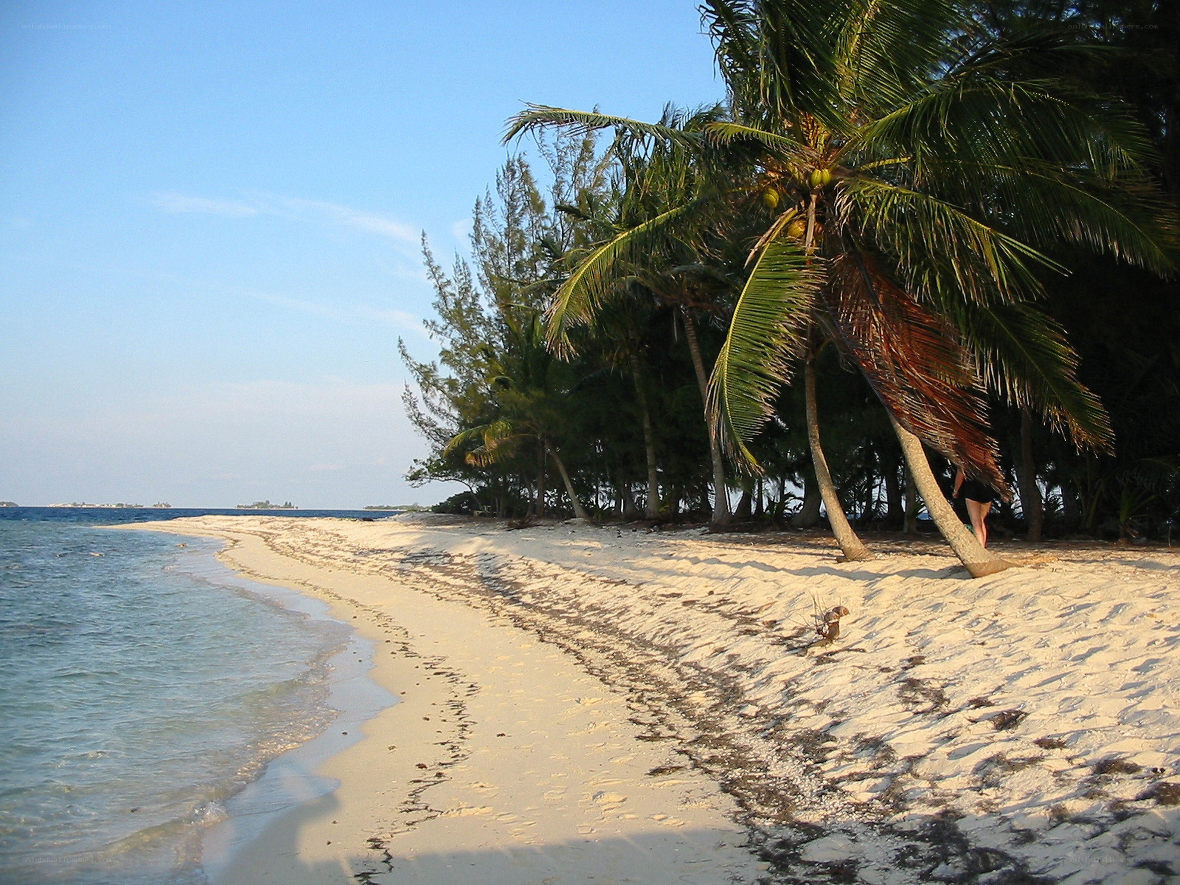 tropical beach with palm trees