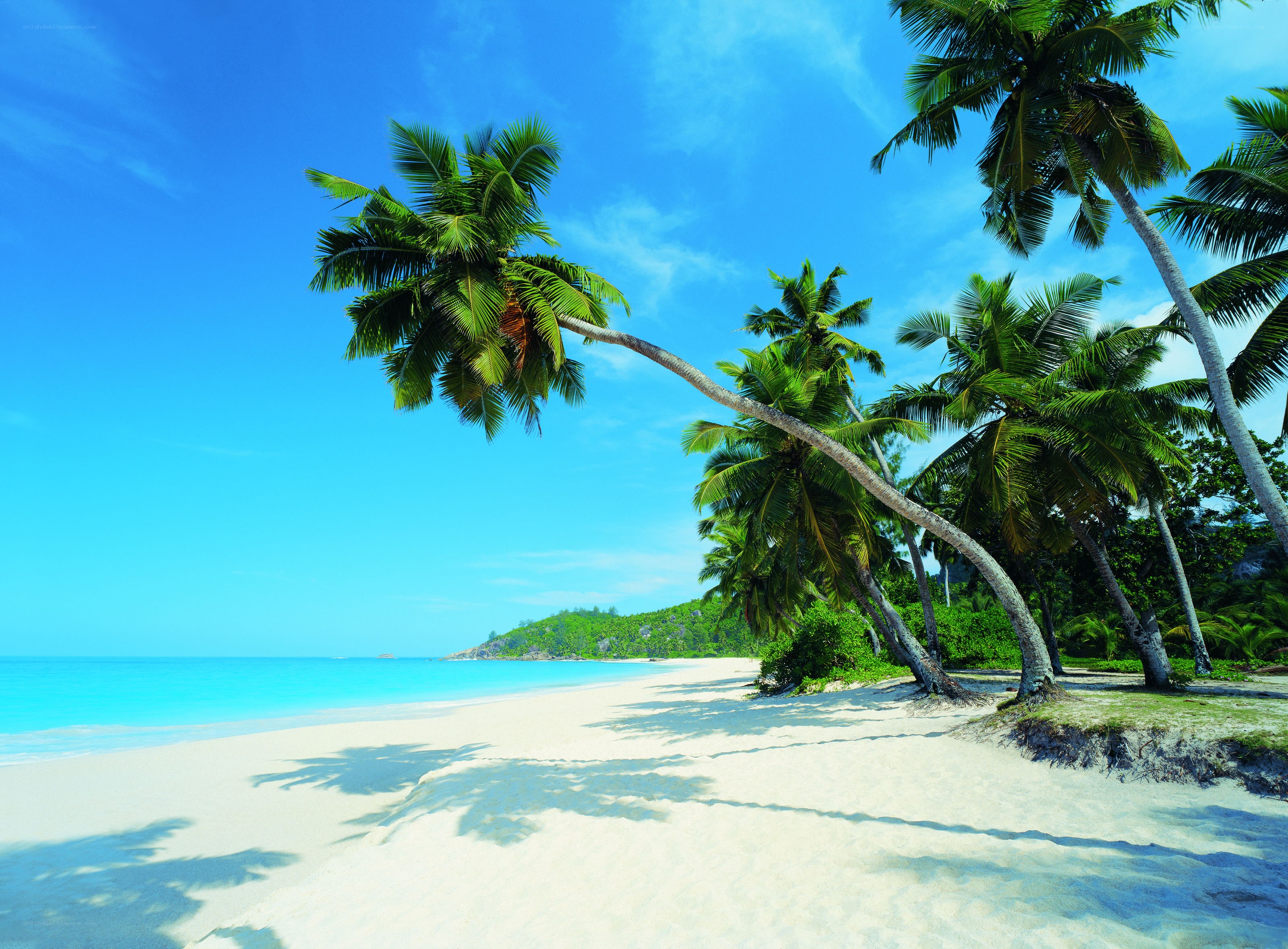 Tropical beach with palm trees