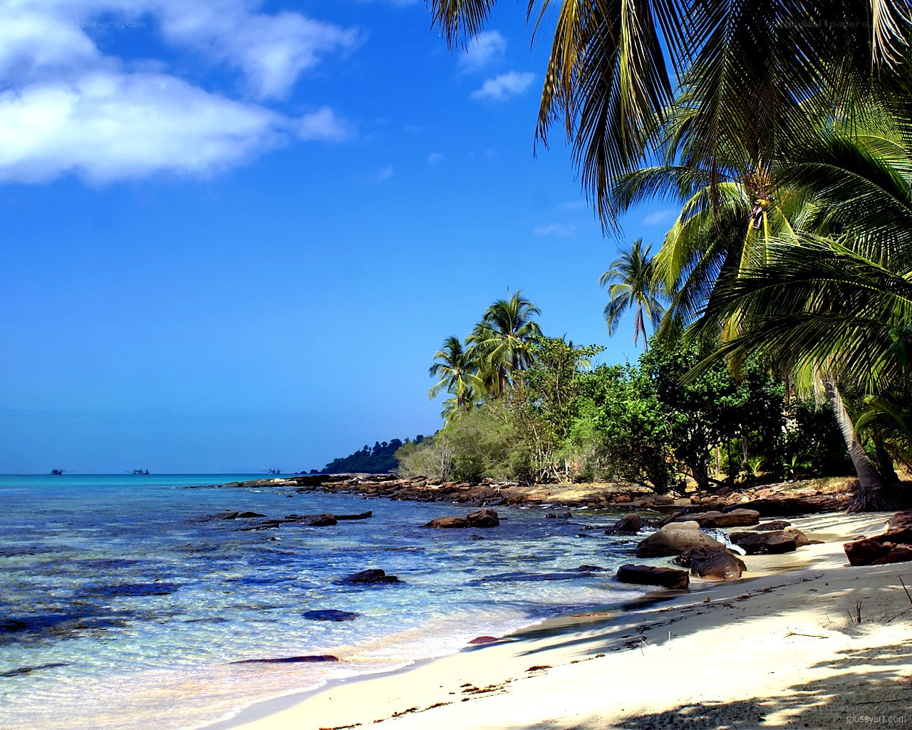 tropical beach with palm trees