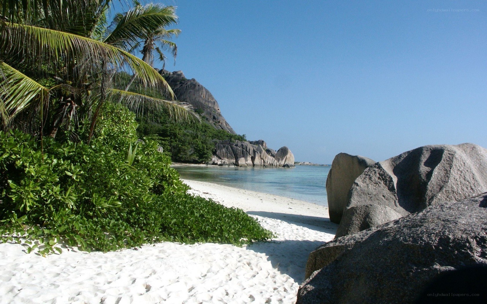 tropical beach with palm trees