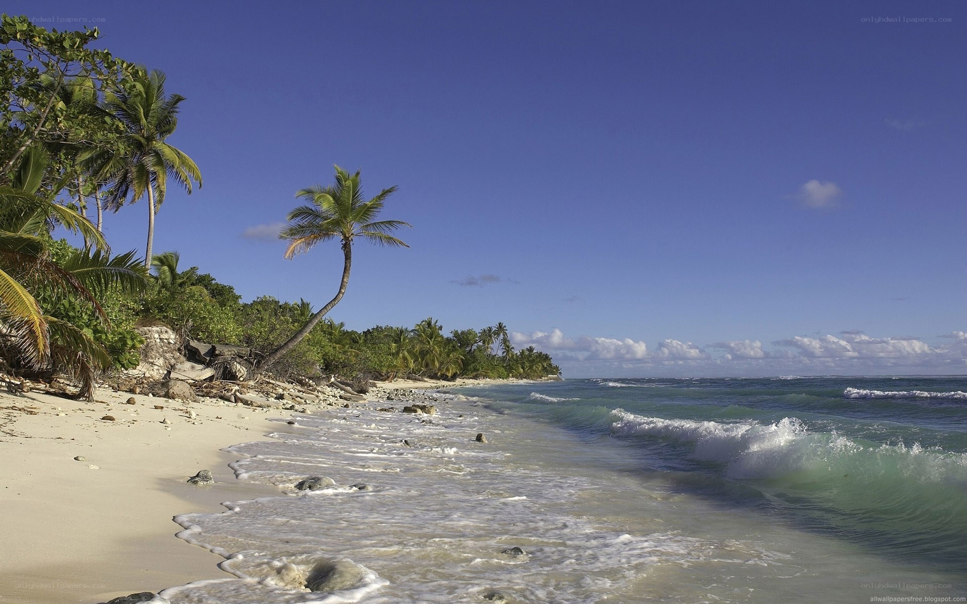 tropical beach with palm trees