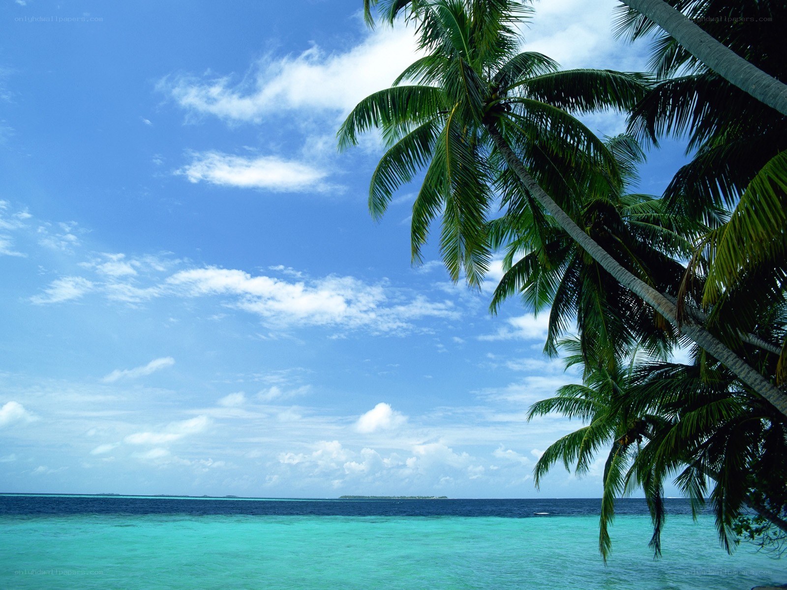 Tropical beach with palm trees