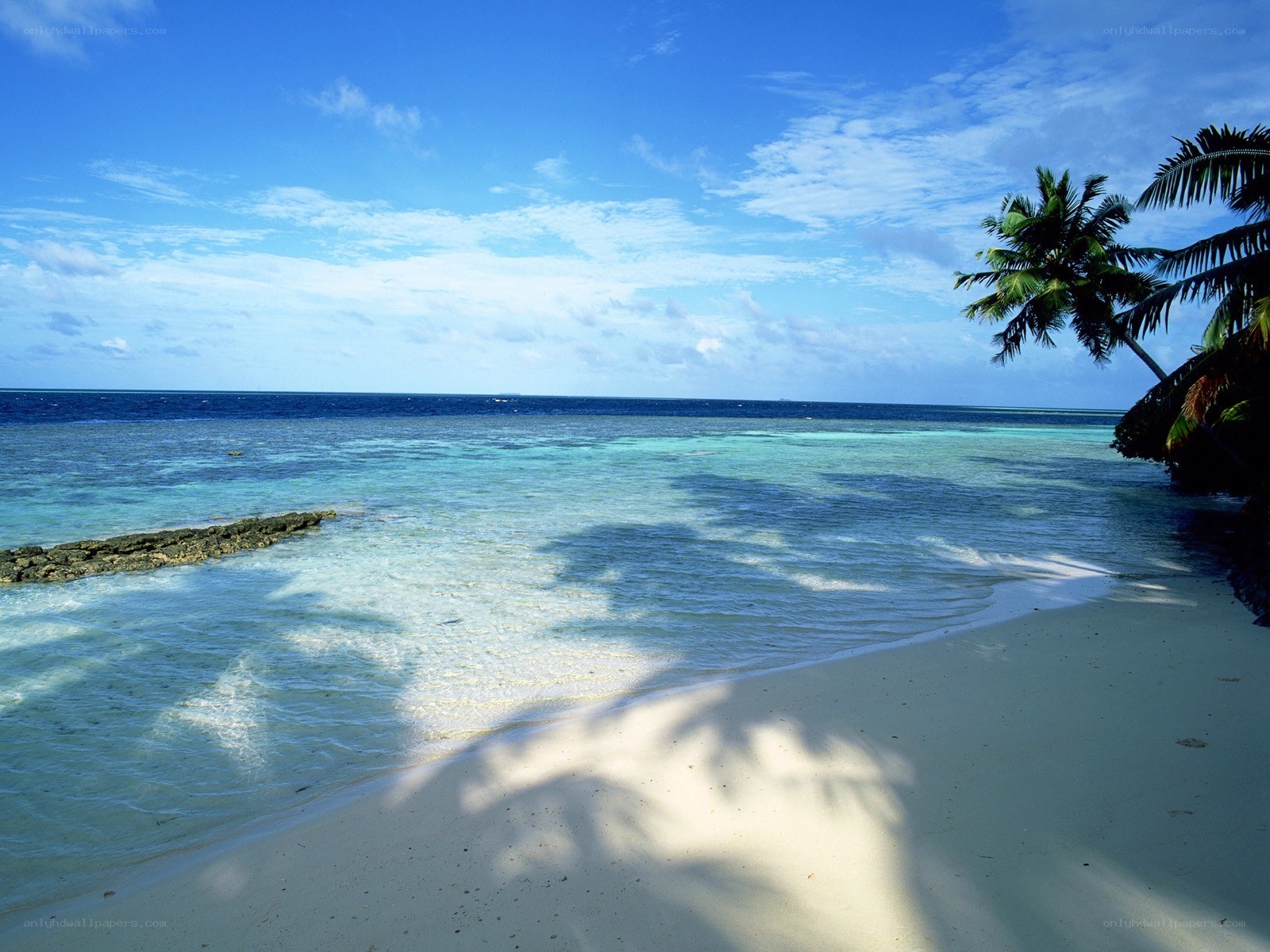 tropical beach with palm trees