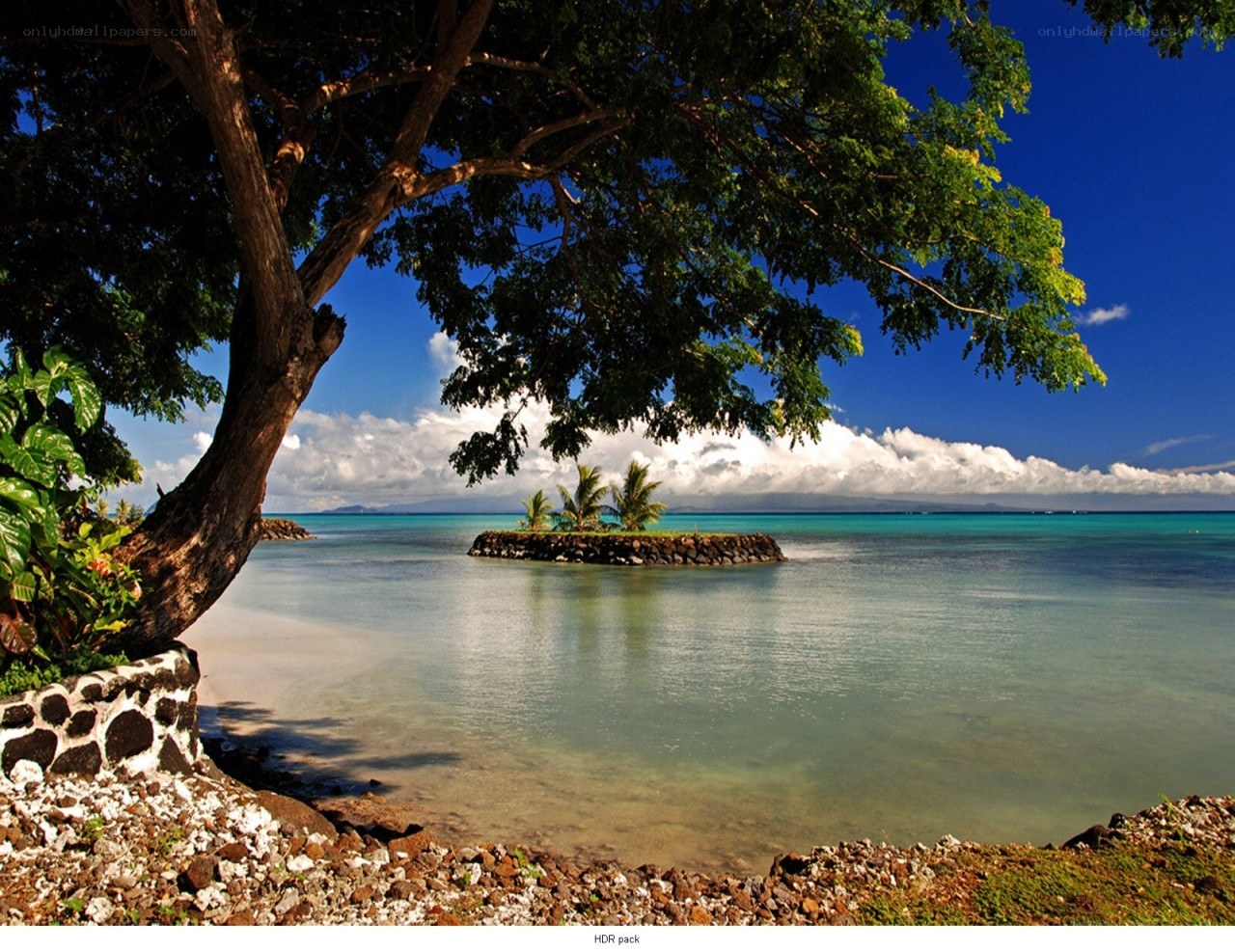 tropical beach with palm trees