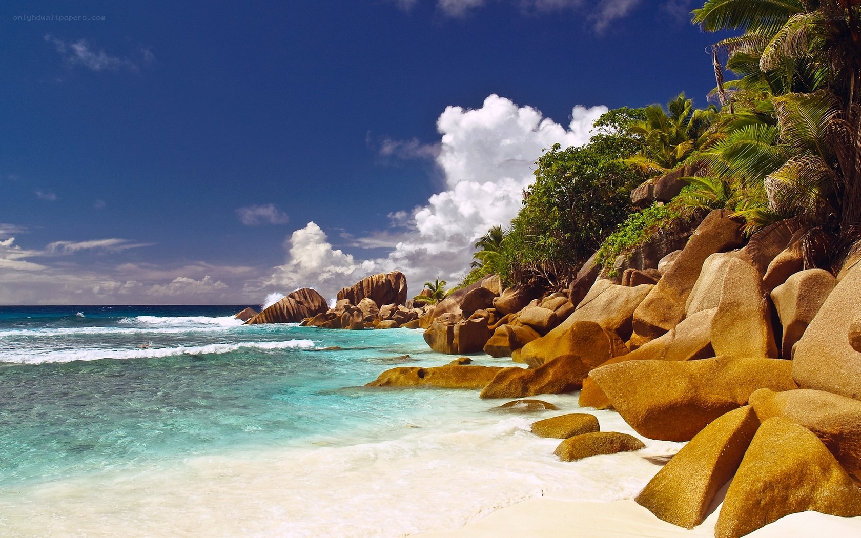 tropical beach with palm trees