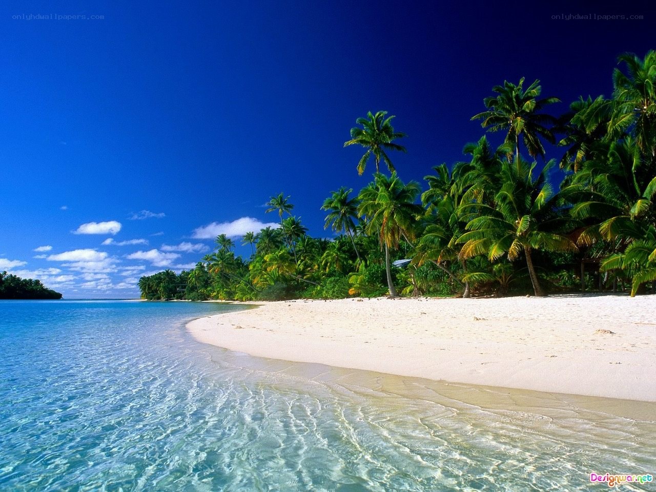 tropical beach with palm trees
