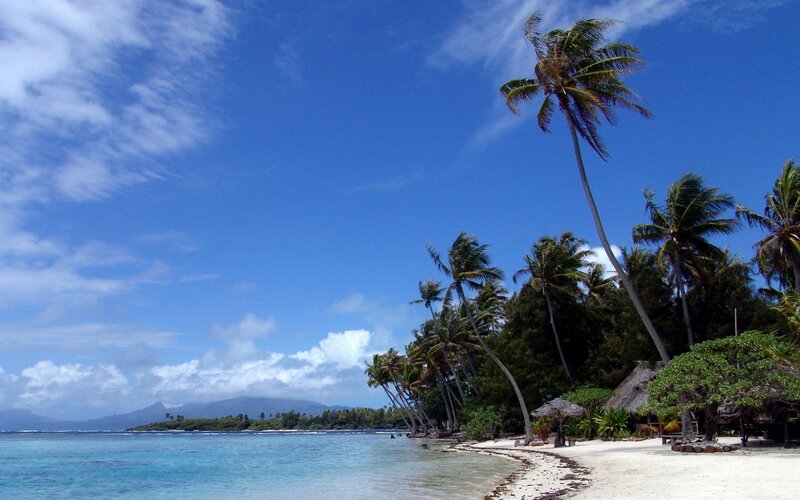 tropical beach with palm trees