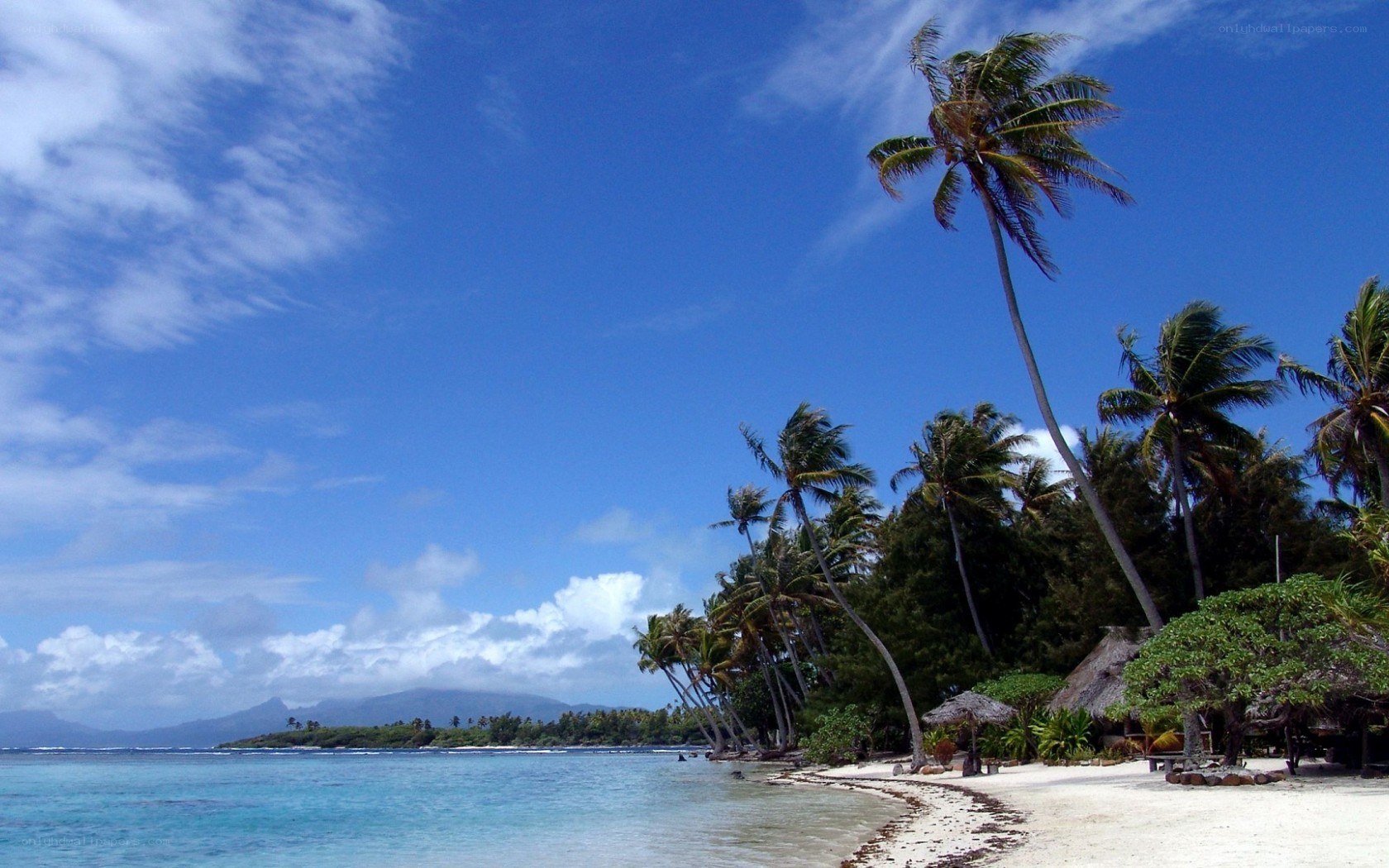 tropical beach with palm trees