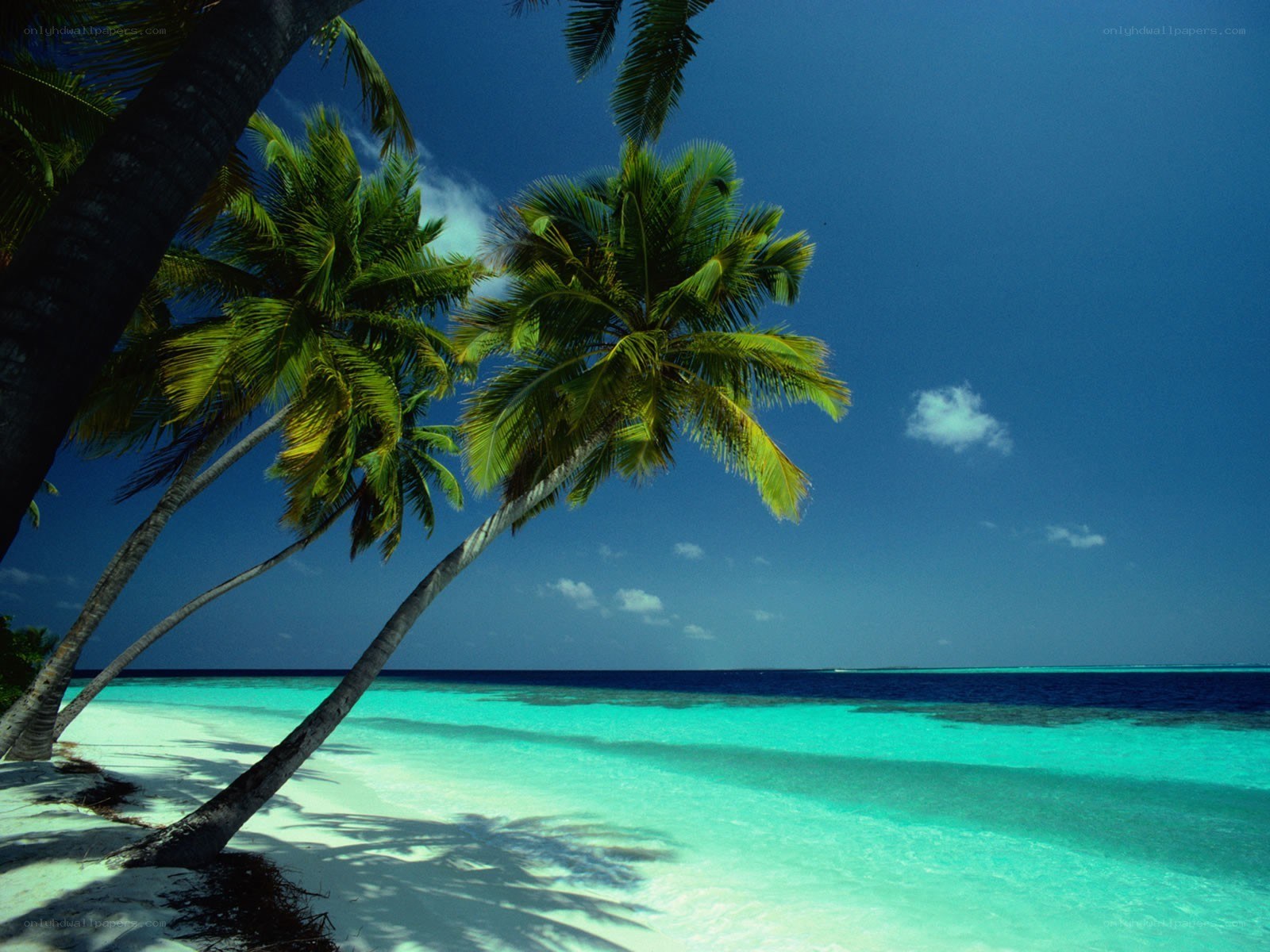 Tropical beach with palm trees