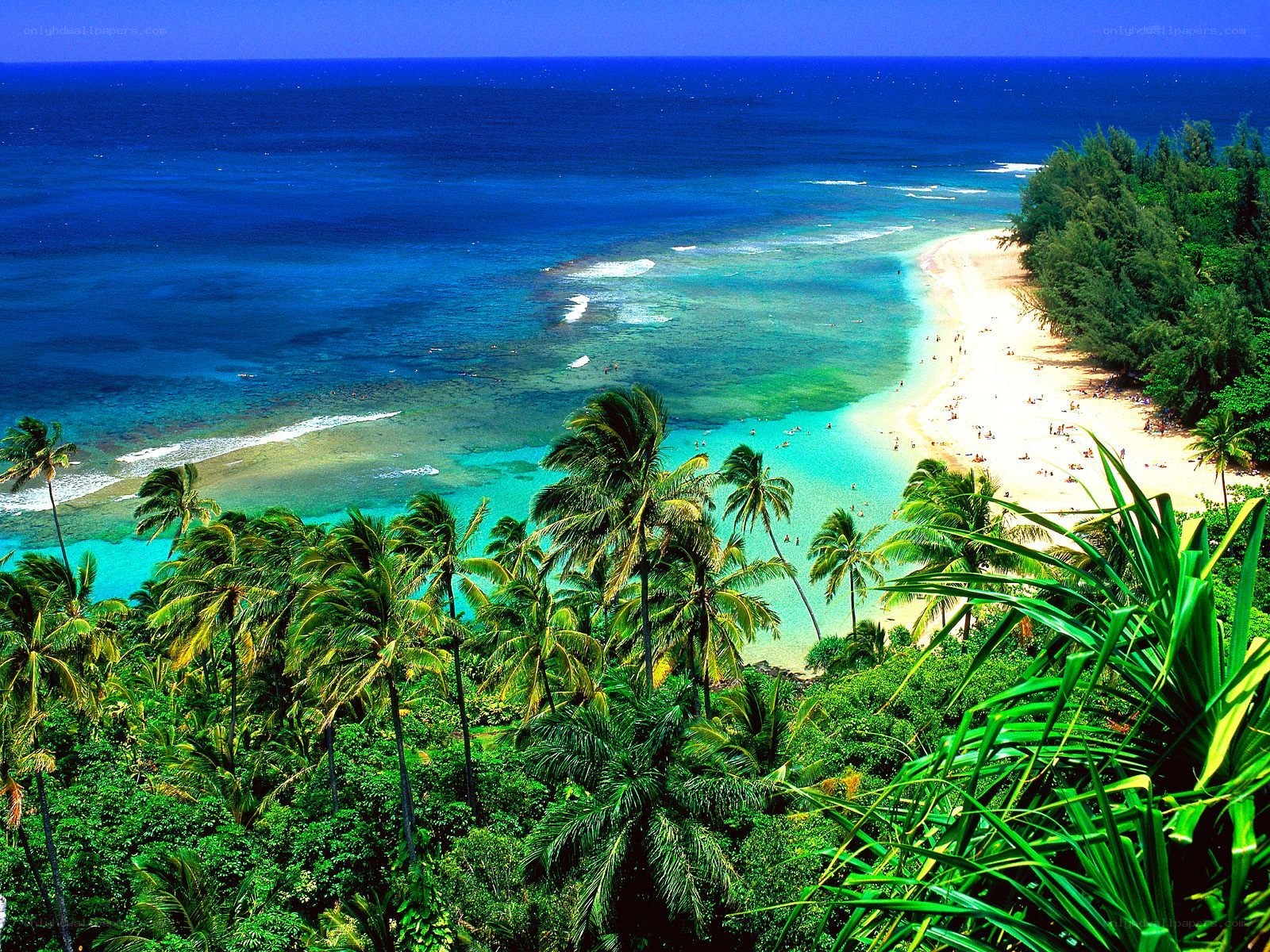 tropical beach with palm trees
