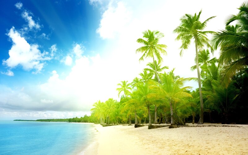 tropical beach with palm trees
