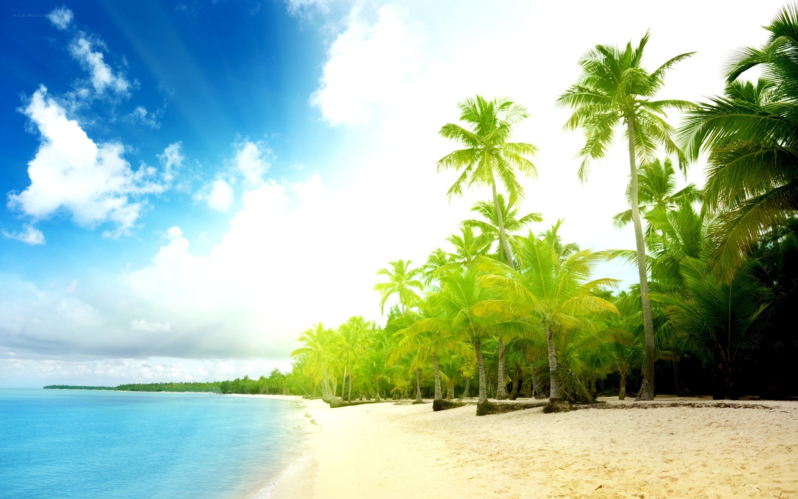 tropical beach with palm trees