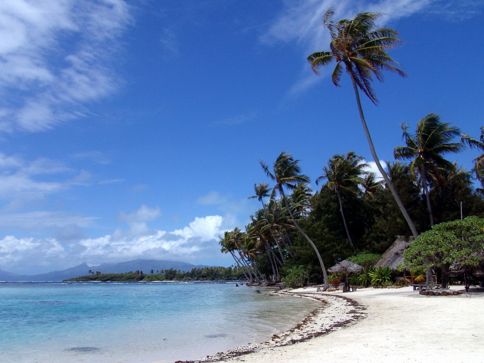 tropical beach with palm trees