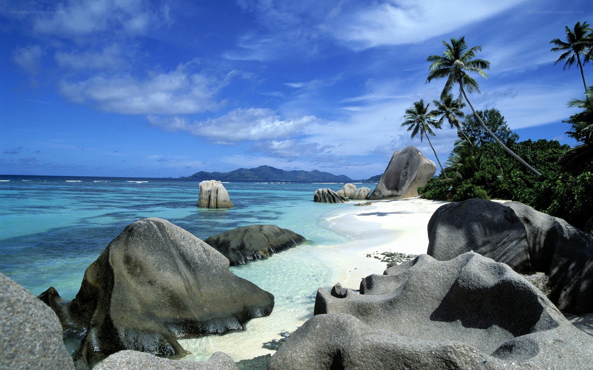 tropical beach with palm trees