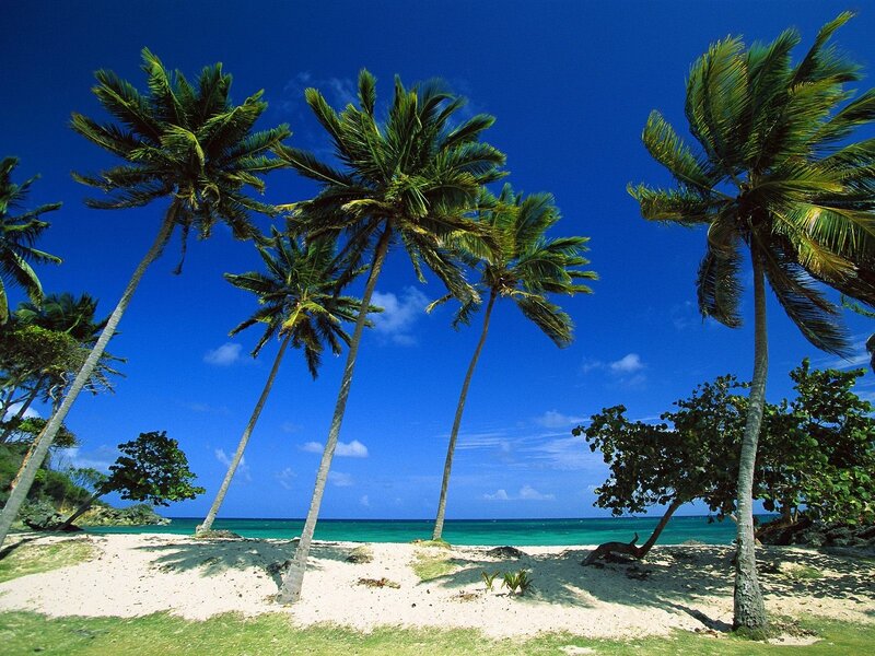 tropical beach with palm trees