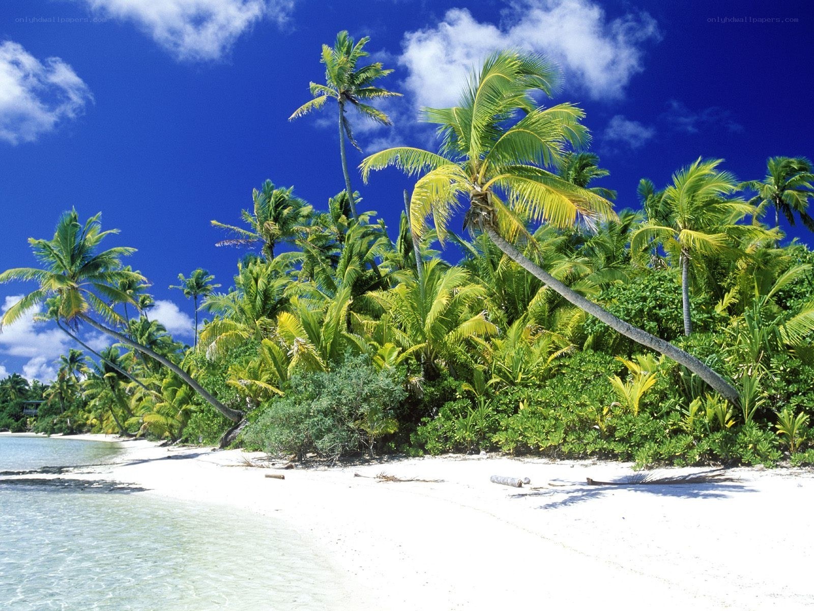 tropical beach with palm trees