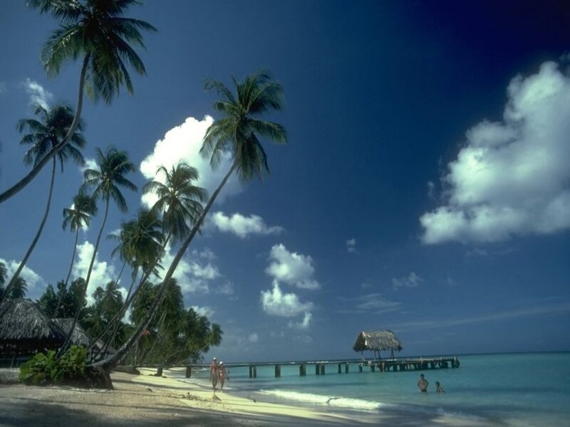 tropical beach with palm trees