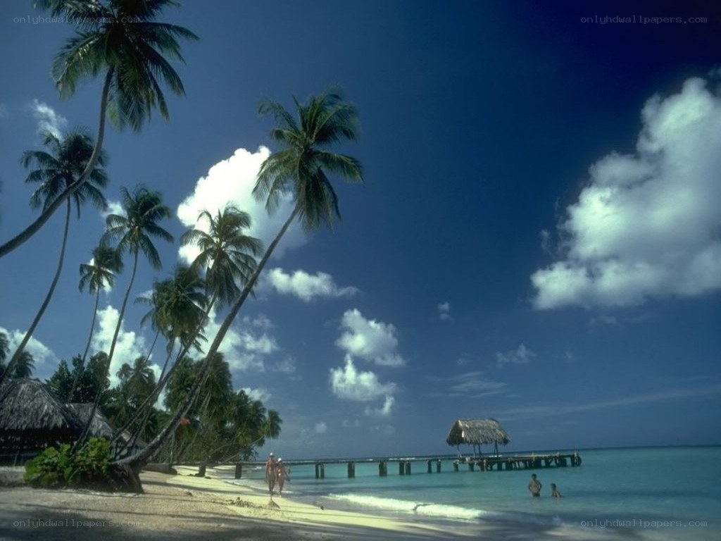 tropical beach with palm trees