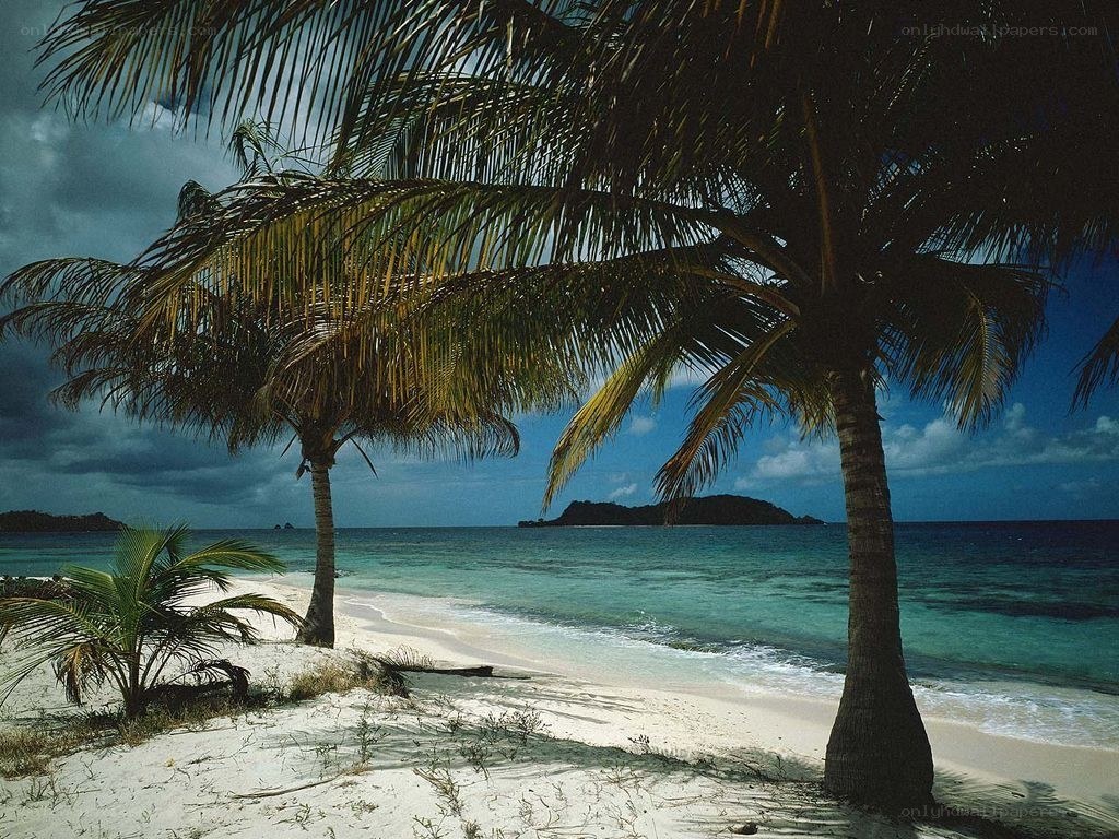 tropical beach with palm trees