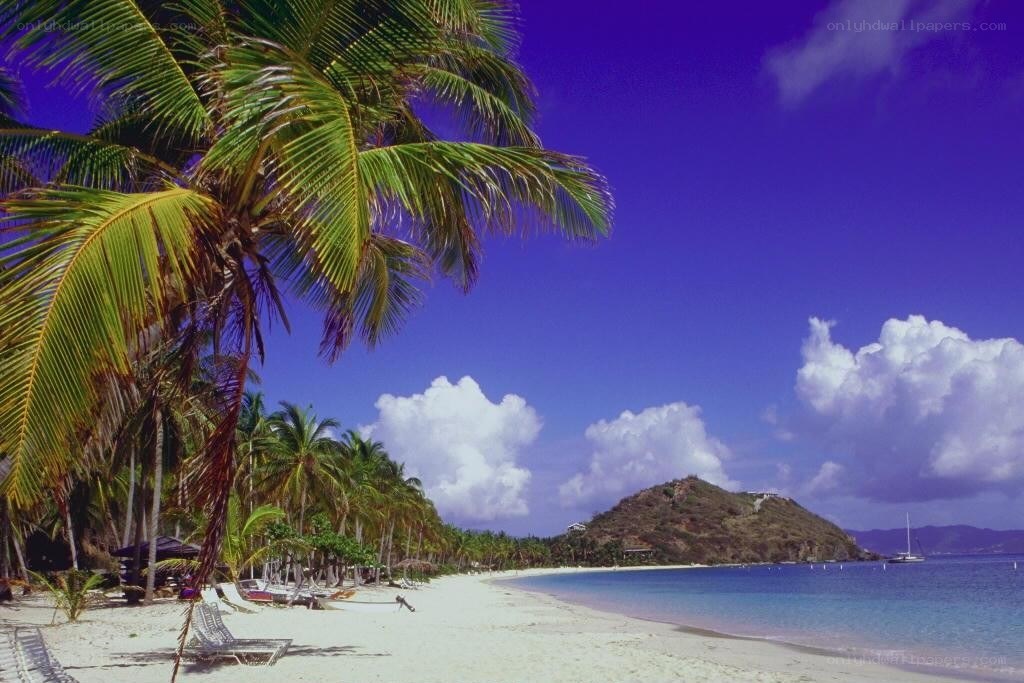 tropical beach with palm trees