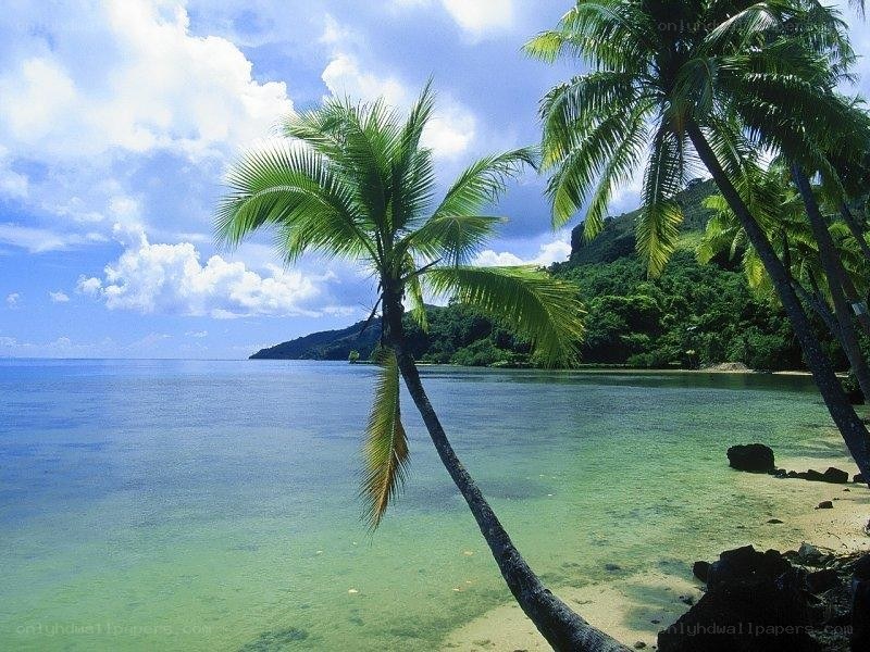 tropical beach with palm trees